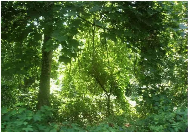 0 Sidney Street, Falmouth, MA 02540