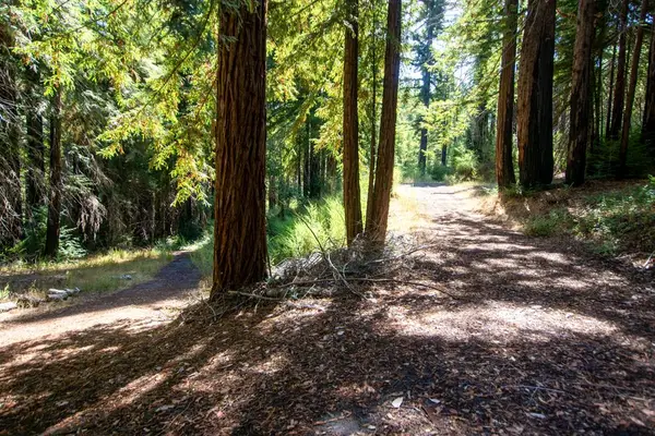19145 Big Basin Way, BOULDER CREEK, CA 95006