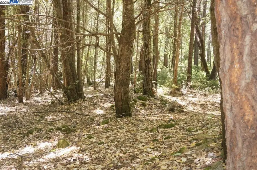 800 Suzy Q Rd, Trinity Village, CA 95527 - Image #2