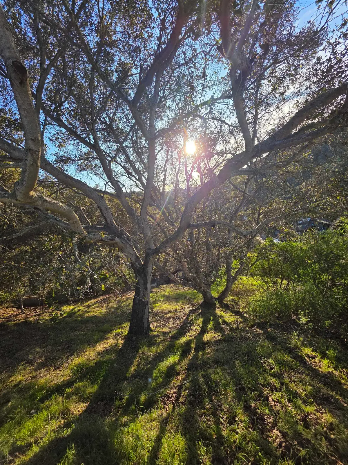 0 Longfellow Dr, Belmont, CA 94002 - Image #1