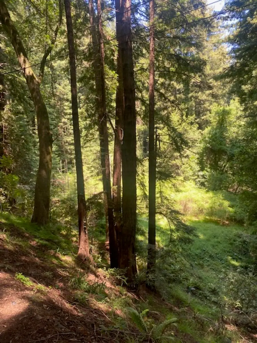 2 Wainwright Pl, Mill Valley, CA 94941 - #3