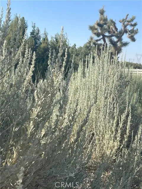 10624 Cedar Street, Oak Hills, CA 92344 - Image #2