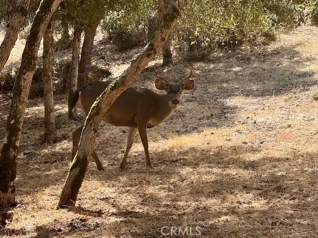 10789 Harbor Road, Kelseyville, CA 95451 - Image #1