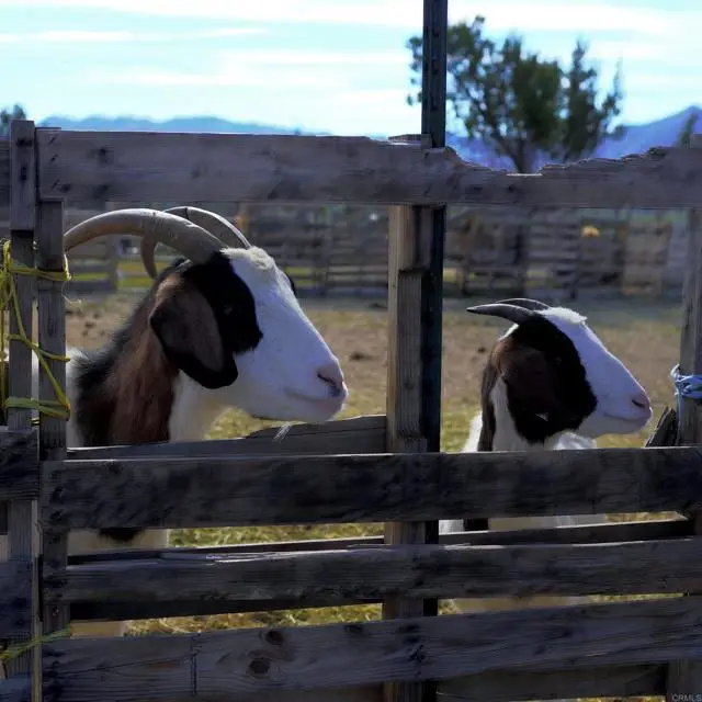 41945 Apple Road, Anza, CA 92539 - #3