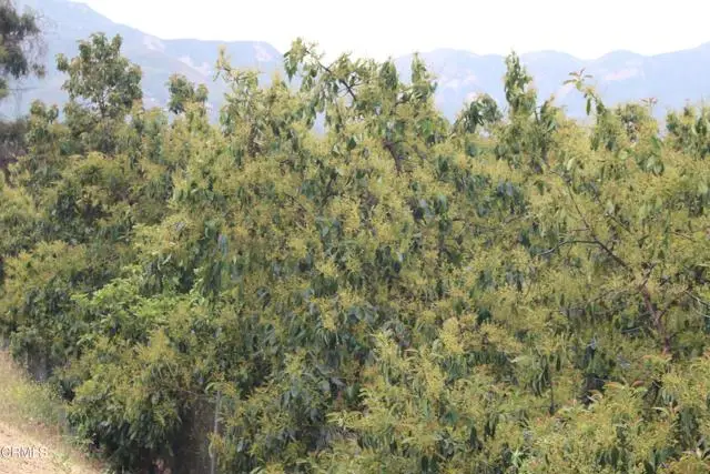 0 Camulos Street, Piru, CA 93040 - #2