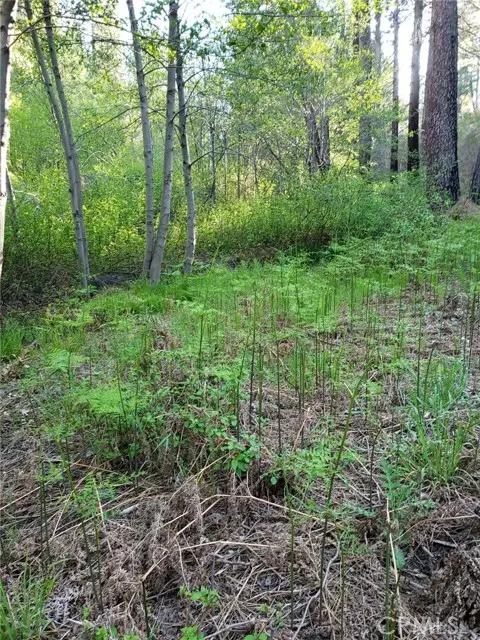 29531 Little Bear Creek Road, Cedar Glen, CA 92321 - #2