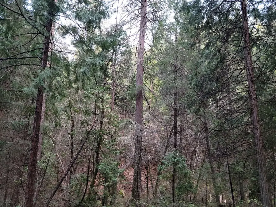 3179 Independence Road, Mokelumne Hill, CA 95245 - Image #2