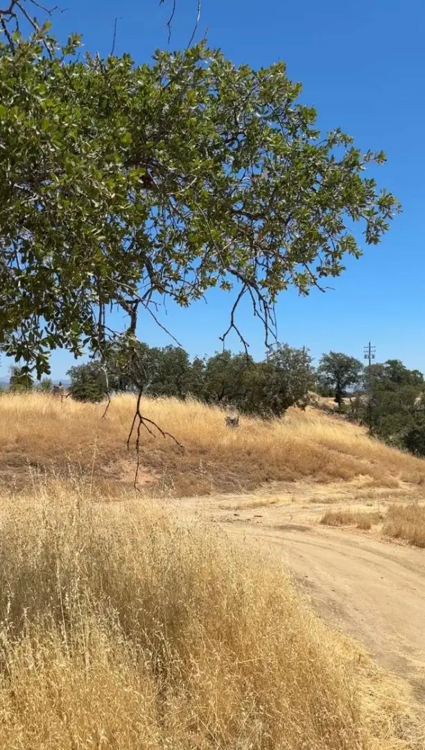 41176 Lilley Mountain Drive, Coarsegold, CA 93614 - Image #3