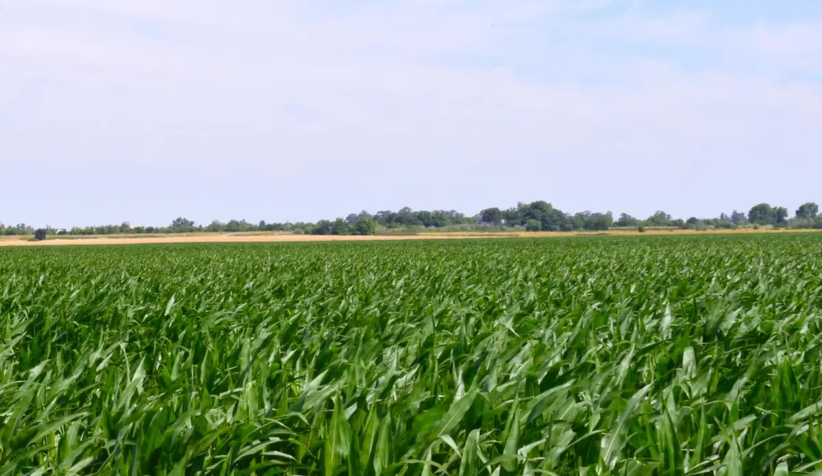 16071 Tyler Island Road, Isleton, CA 95641 - #1