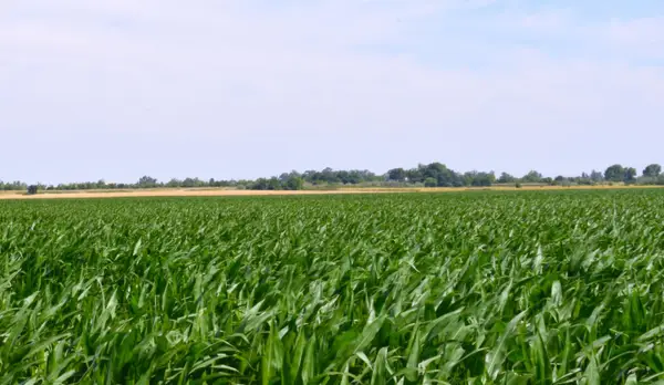 16071 Tyler Island Road, Isleton, CA 95641