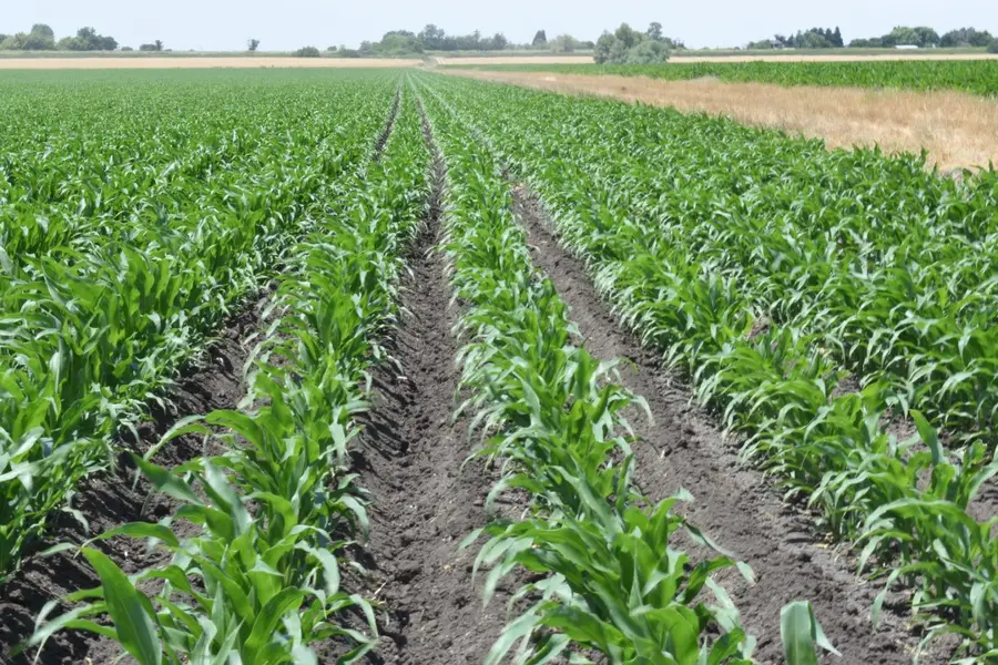 16071 Tyler Island Road, Isleton, CA 95641 - #3