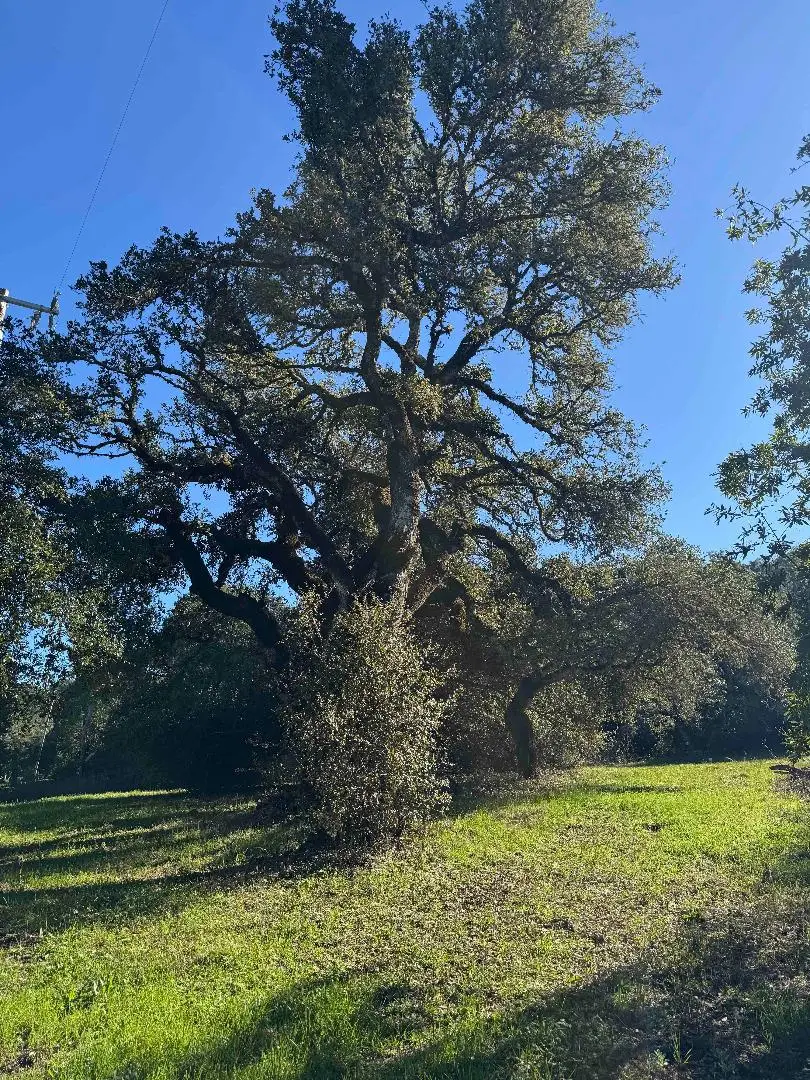 0-250 Heacox, Woodside, CA 94062 - #3