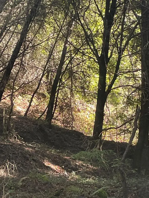 00 Redwood, Santa Cruz, CA 95060