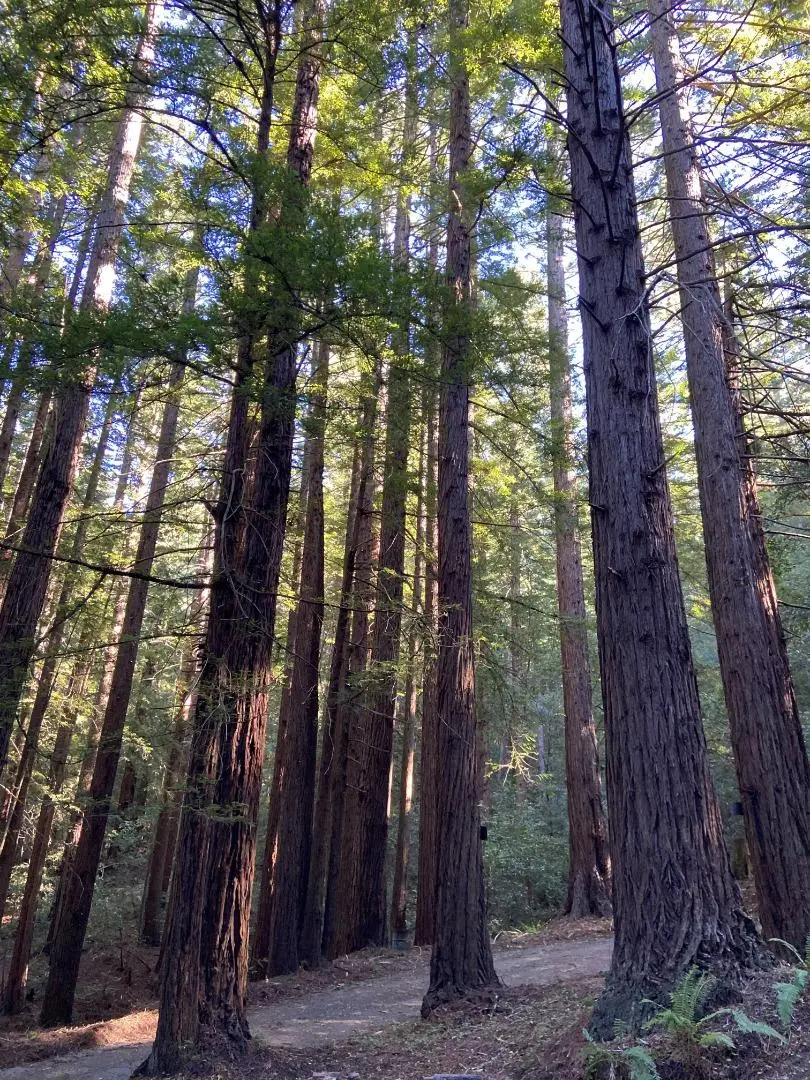 155 Native Sons Road, Woodside, CA 94062 - #1