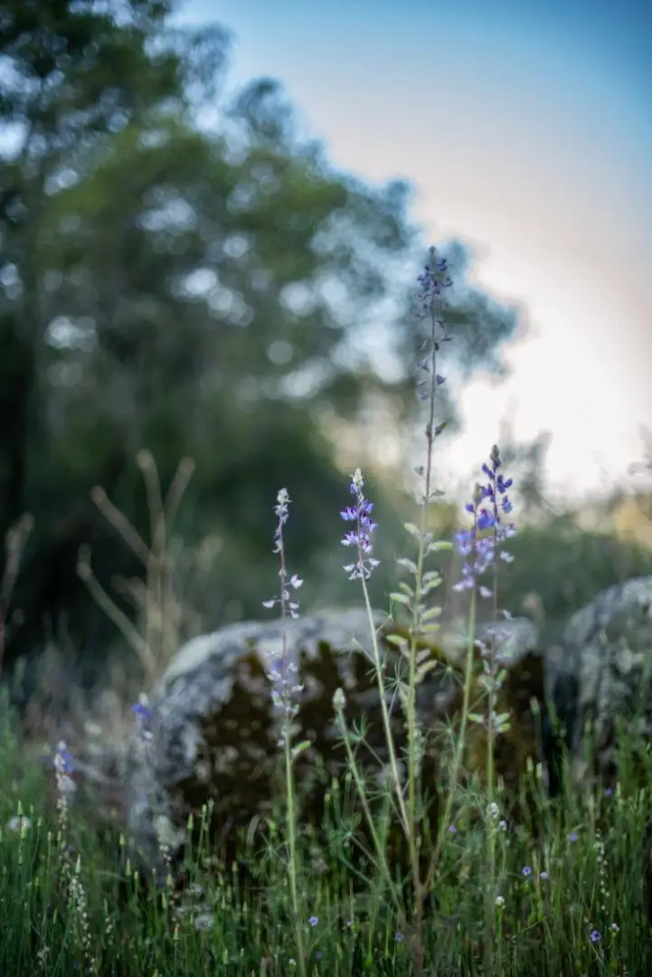 13804205 Pennyroyal Lane, Prather, CA 93651 - #2