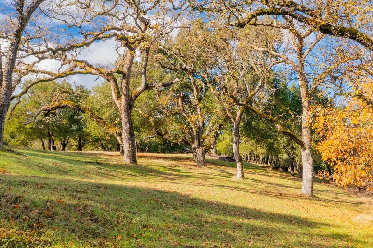36 Arroyo Sequoia (lot 117), Carmel, CA 93923 - #1