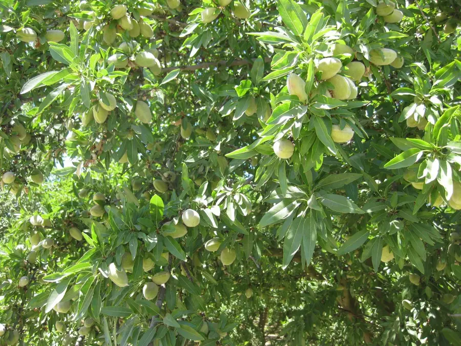 1375 W Rose Avenue, Fresno, CA 93706 - Image #3