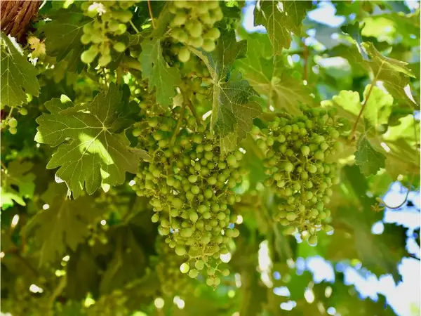 25401 S Spruce, Exeter, CA 93221