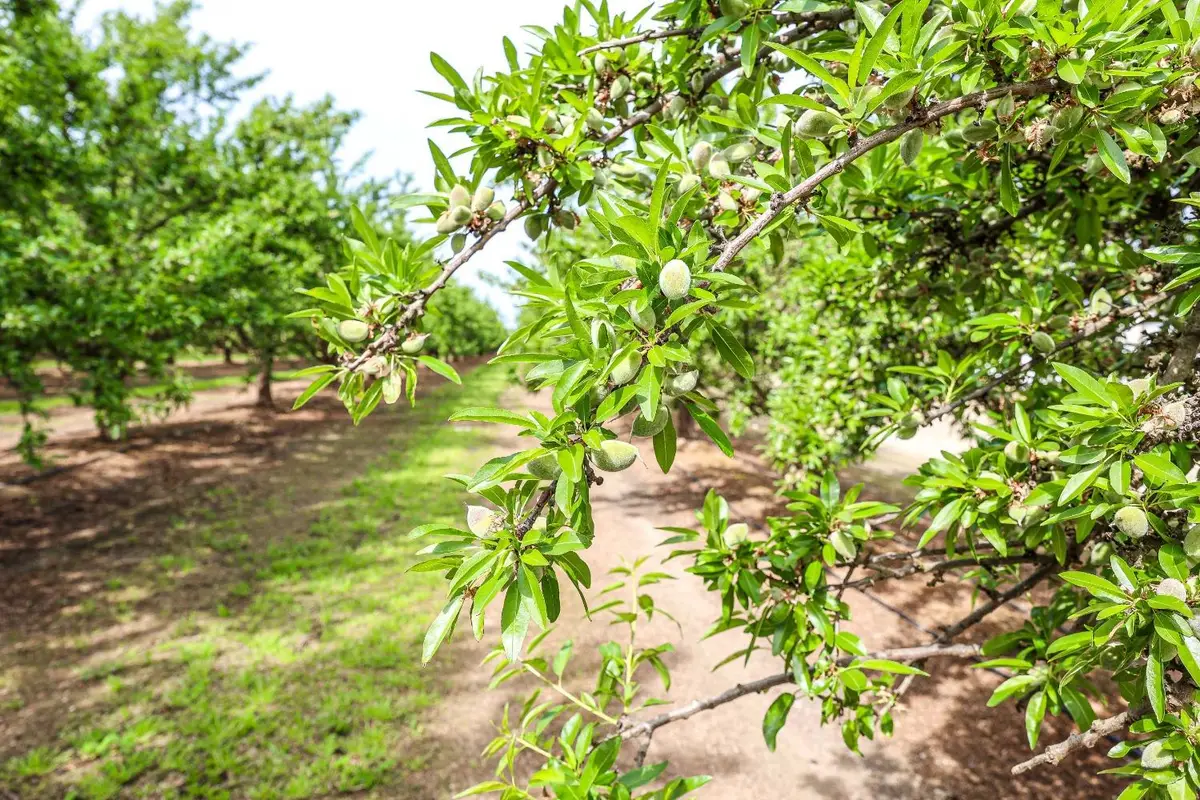 0 Road 29, Madera, CA 93637 - Image #1