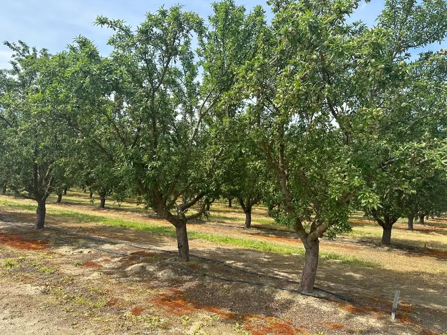 16027 S Marks Avenue, Caruthers, CA 93609 - Image #3