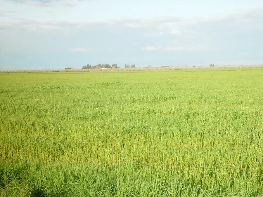 1 Road 18 3/4, Chowchilla, CA 93610 - #3