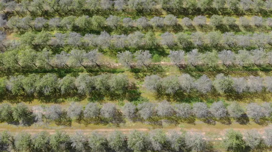 30953 Avenue 20 1/2, Madera, CA 93638 - Image #3