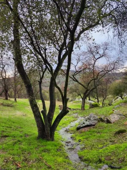 0 Deep Forest Drive, Coarsegold, CA 93614 - #2