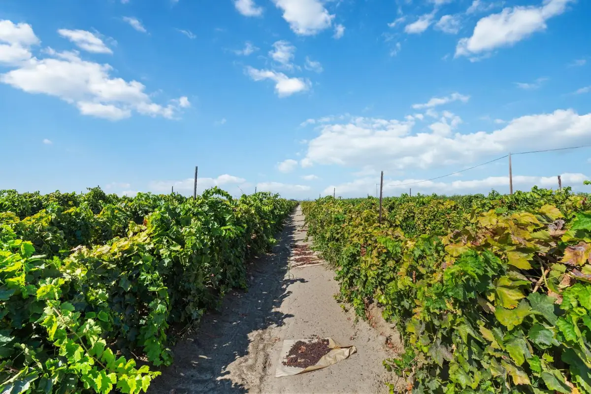 12623 S Mccall Avenue, Selma, CA 93662 - #1