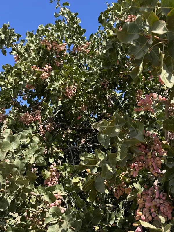 15502 10th Avenue, Hanford, CA 93230