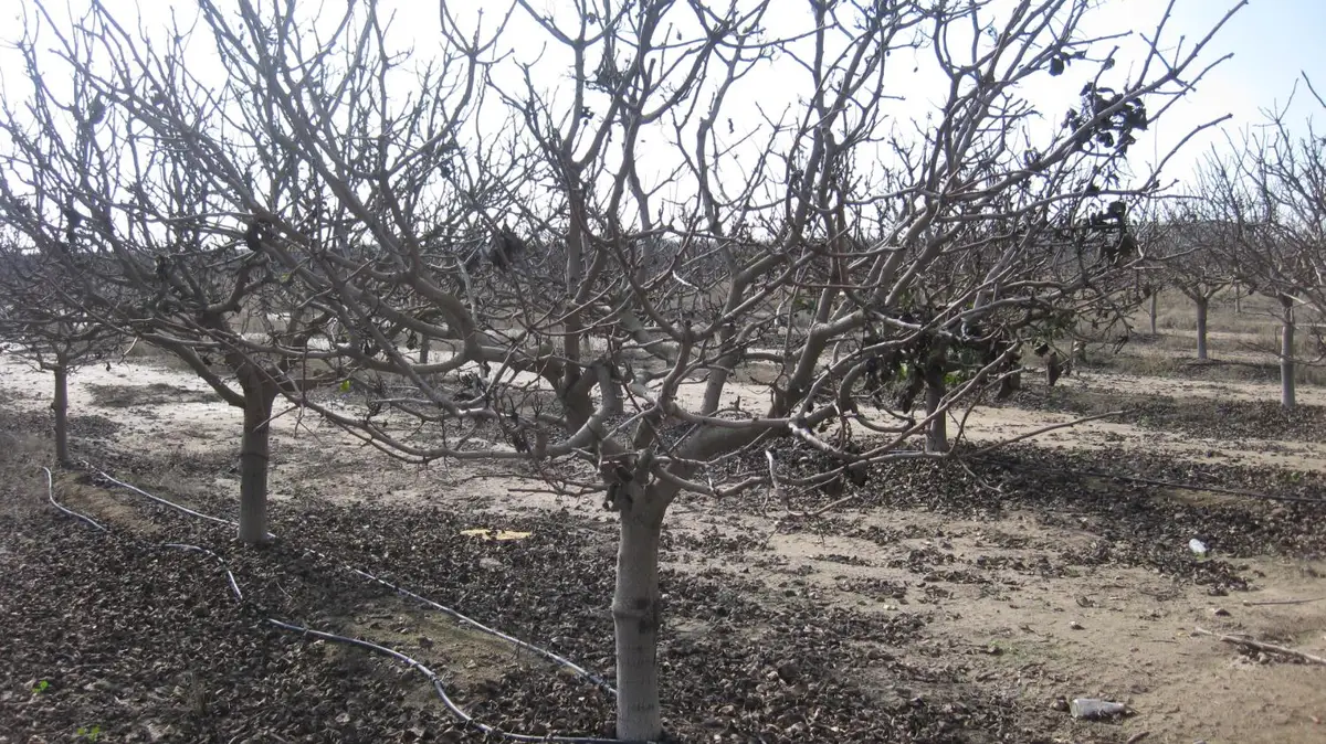 9999 E Ave 384, Dinuba, CA 93618 - Image #1