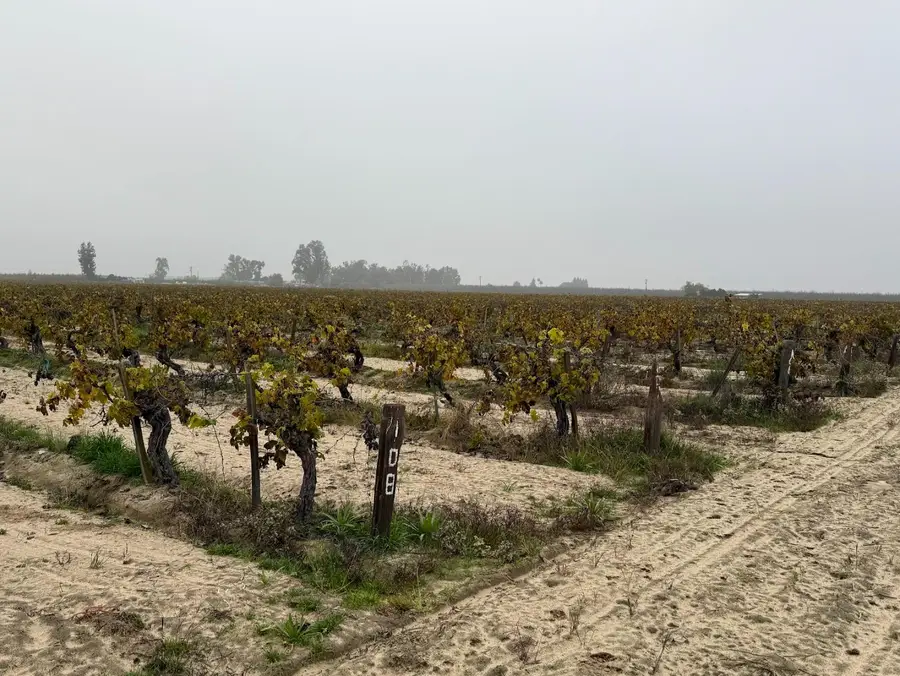 13242 S Willow Ave, Selma, CA 93662 - Image #3