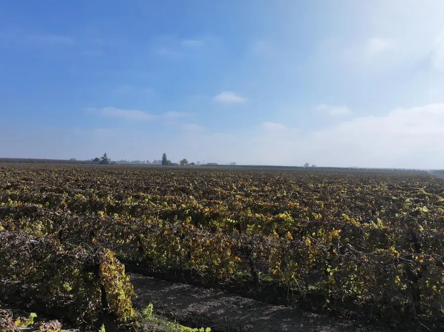 4801 E Parlier Avenue, Fowler, CA 93625 - Image #3