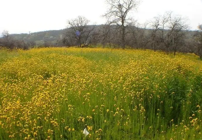 0 Fawn, Yokuts Valley, CA 93675 - Image #1