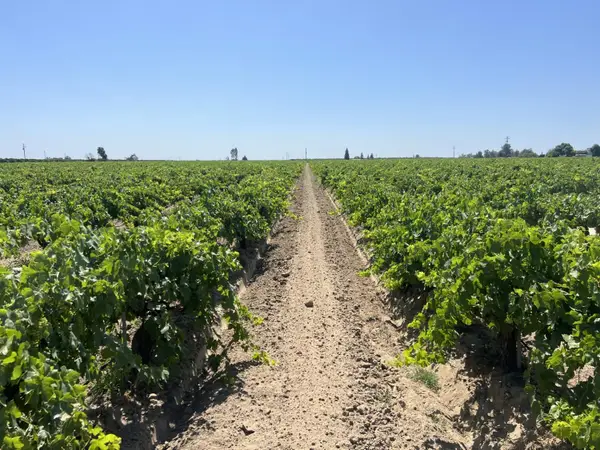 0 27.53 Acs., Selma, CA 93662