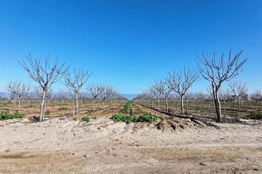 8000 Road 208, Terra Bella, CA 93270 - #3