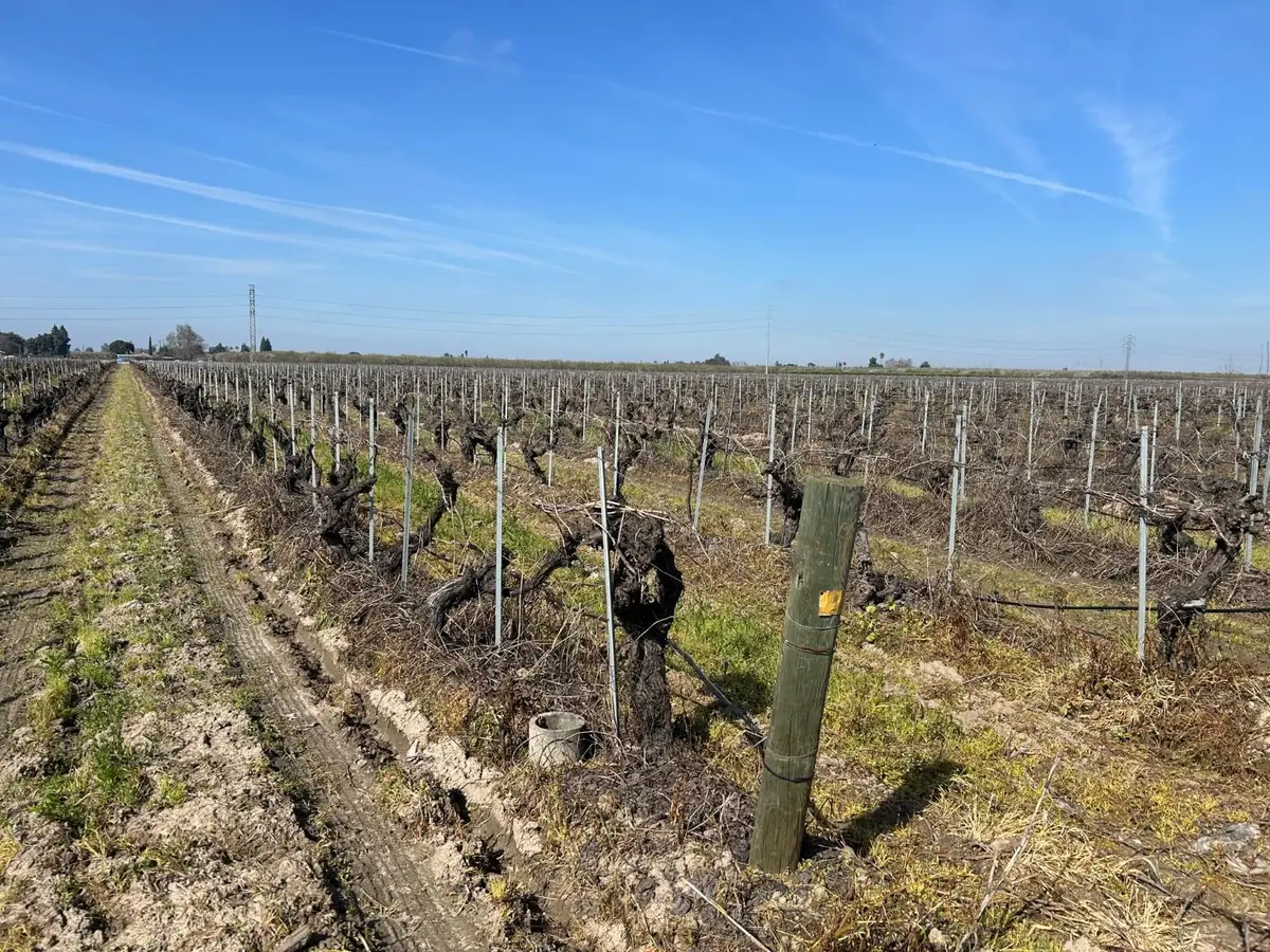 9577 S Del Rey Avenue, Selma, CA 93662 - #1