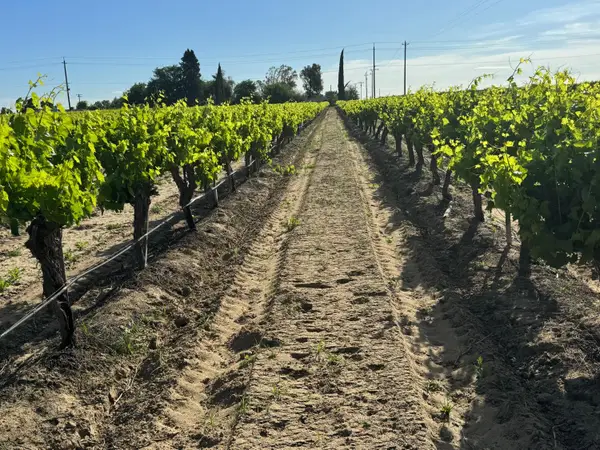 11325 S Cornelia Avenue, Fresno, CA 93609