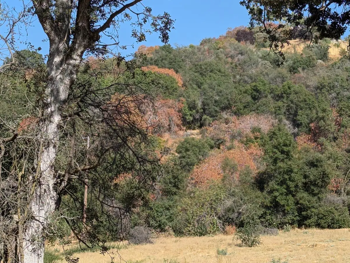 735 Bearclover Lane, Yokuts Valley, CA 93675 - #1