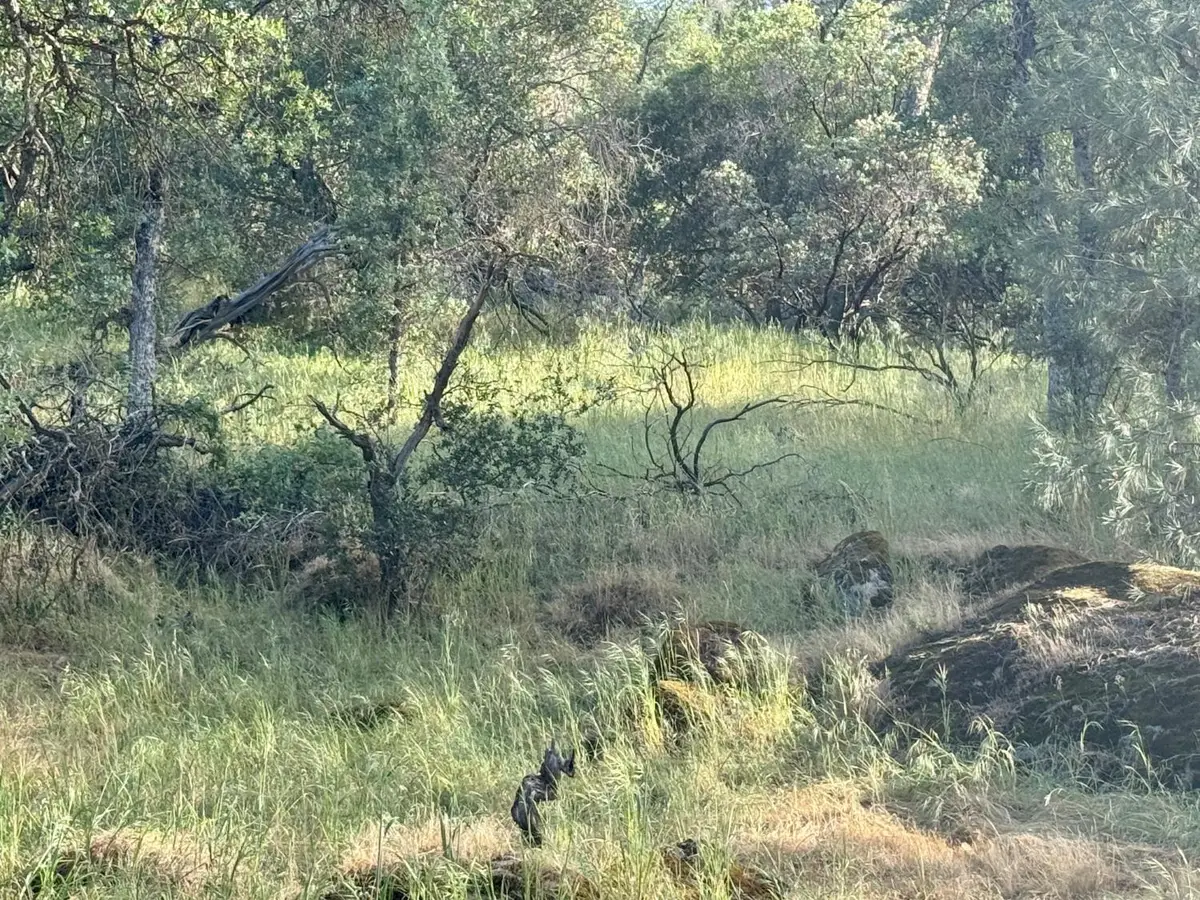 1 Road 400, Coarsegold, CA 93614 - #1