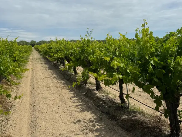 1091 W Caruthers Avenue, Caruthers, CA 93609