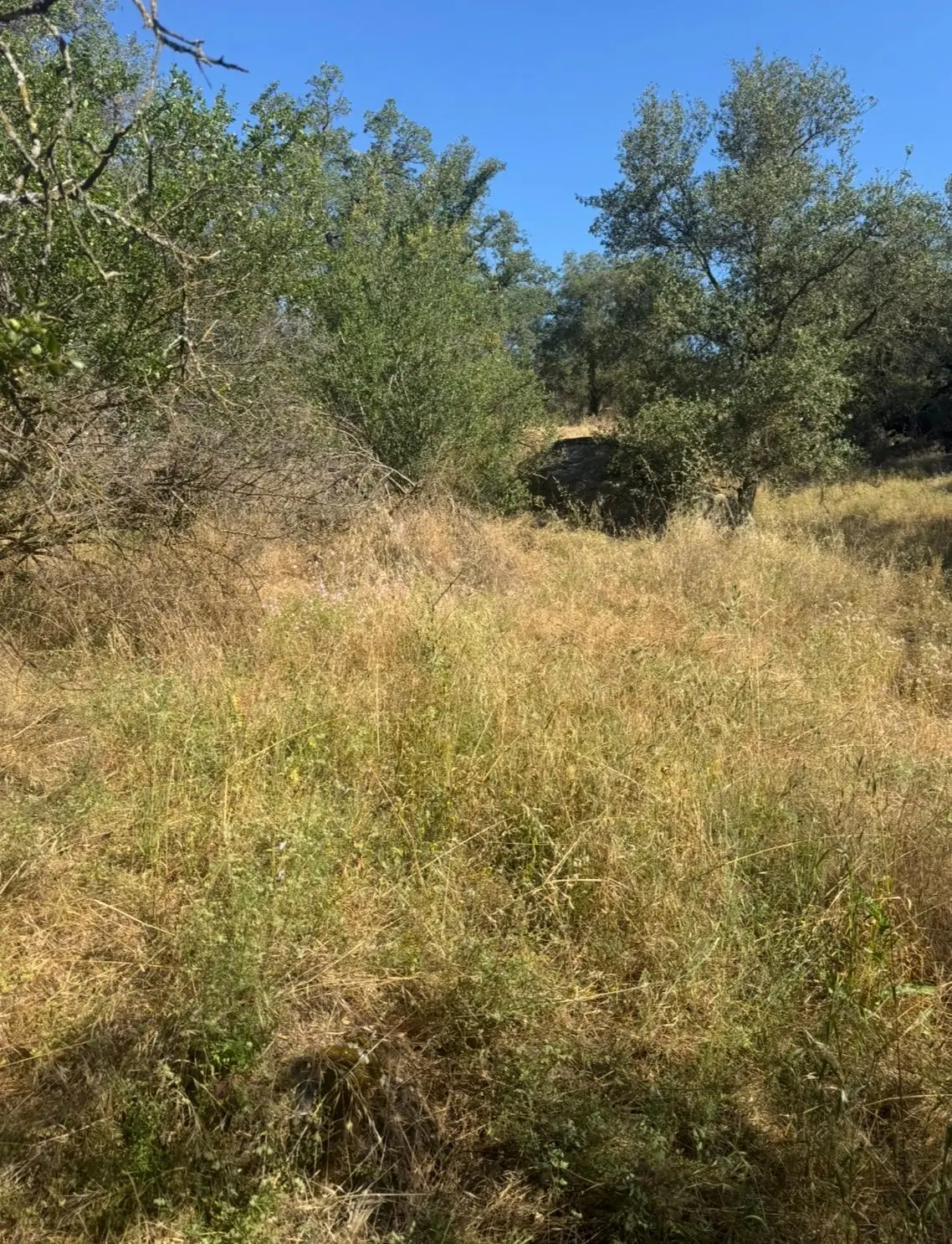 28595 Copper Creek Drive, Coarsegold, CA 93614 - #1