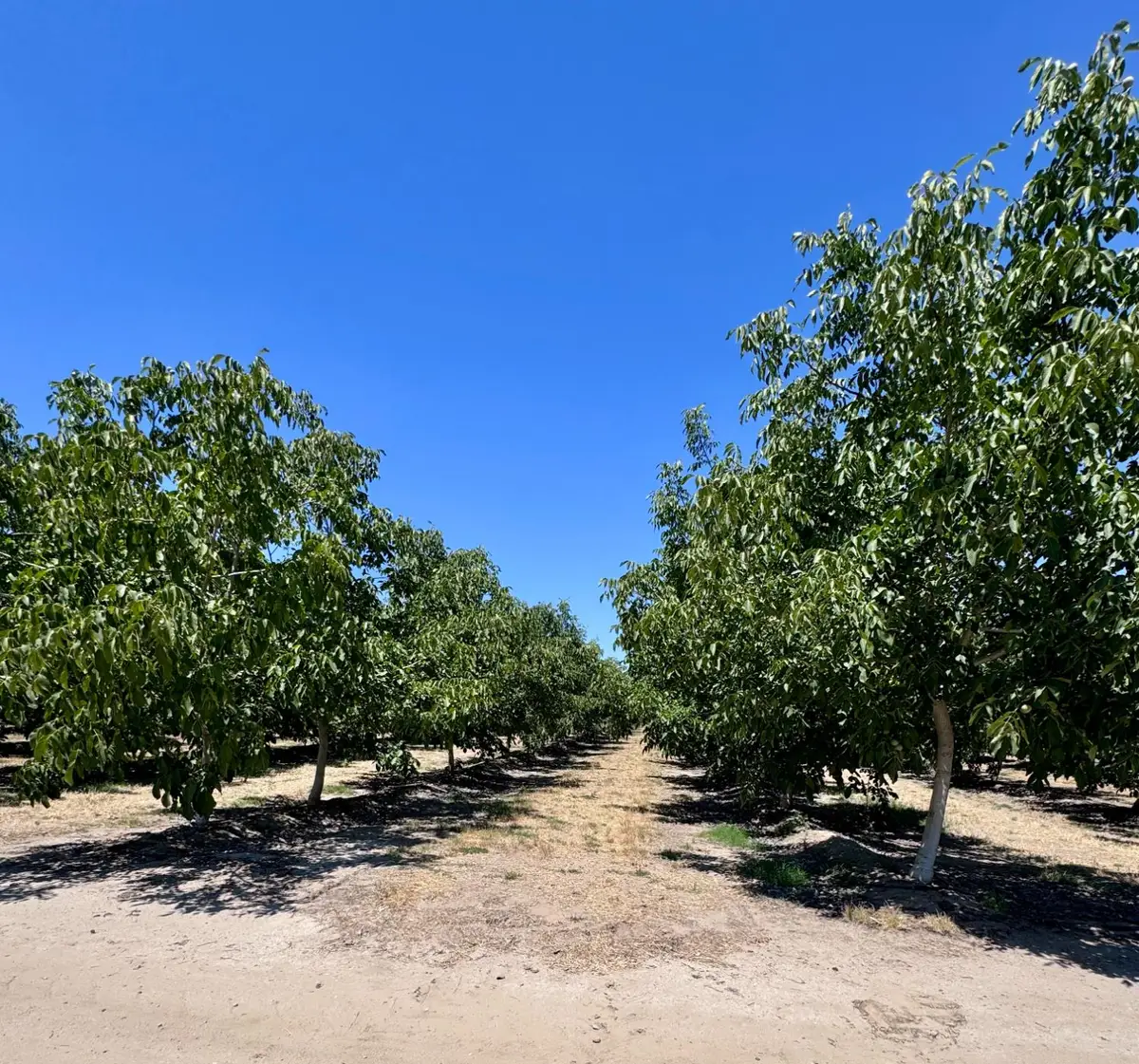 21862 Avenue 12, Madera, CA 93637 - #1