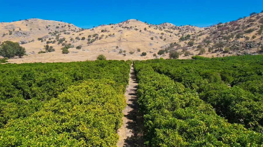 33204 Road 248, Lemon Cove, CA 93244 - #3