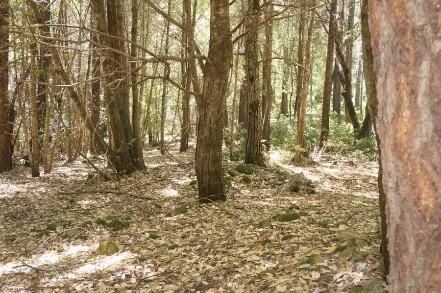 800 Suzy Q Rd, Burnt Ranch, CA 95527 - Image #2