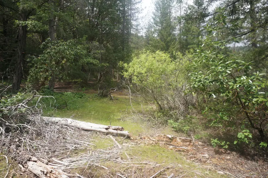 6269 Dutch Creek Rd, Junction City, CA 96048 - Image #3