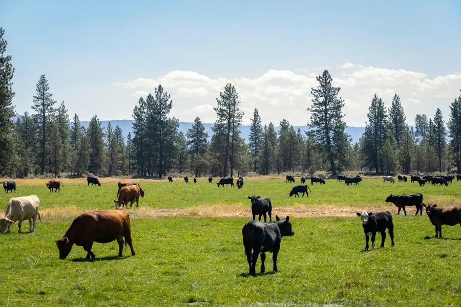 41406 Lonquist Ln, Hat Creek, CA 96040 - Image #2