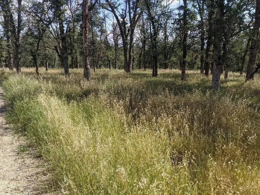 Palo Cedro Drive Drive, Palo Cedro, CA 96073 - #3