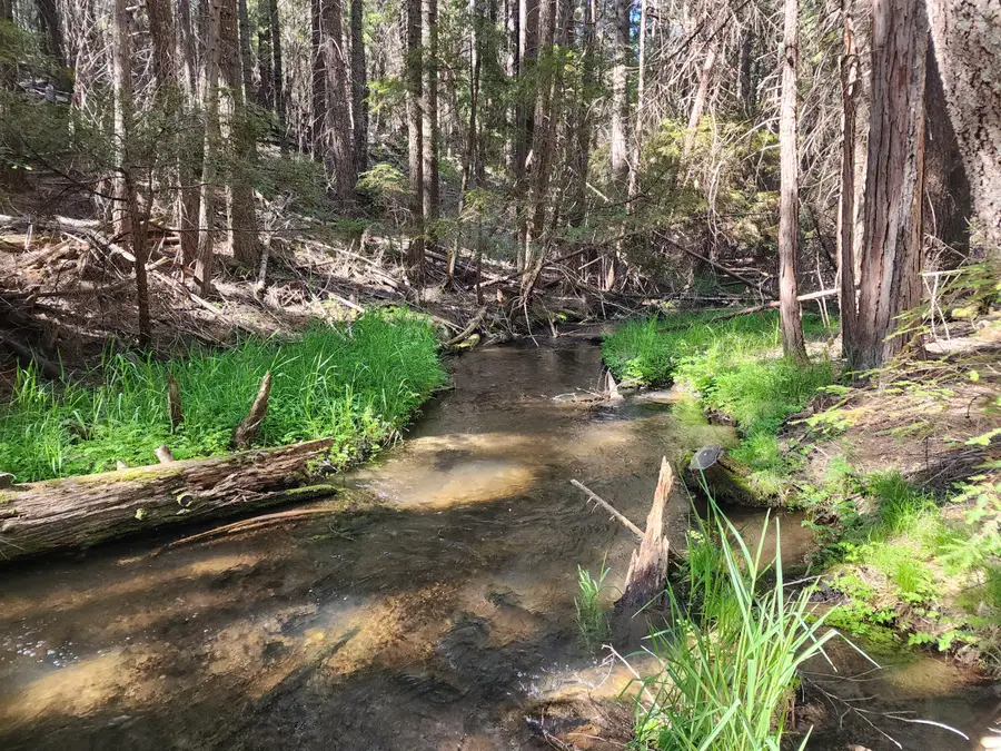 Manzanita Creek Drive, Shingletown, CA 96088 - Image #3