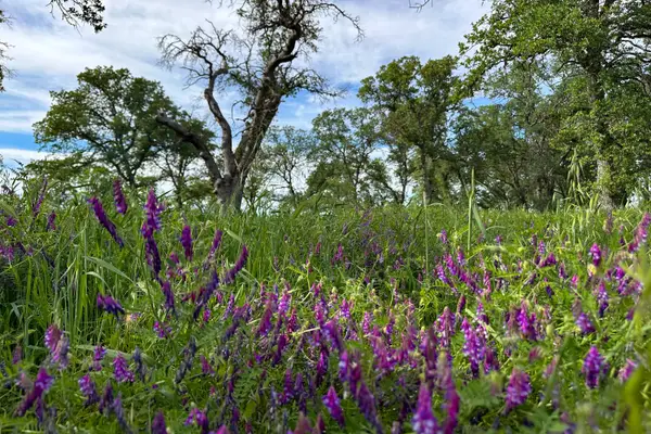 16475 River Heights Drive, Red Bluff, CA 96080