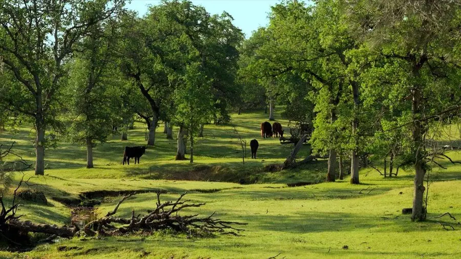 006 Old Oregon Trail, Redding, CA 96003 - #3